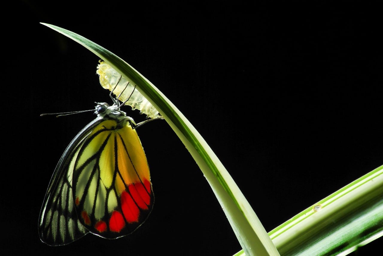 butterfly on a leaf; nontraditional candidates concept
