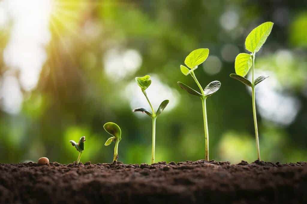 soybean growth in farm with green leaf background. agriculture plant seeding growing step concept