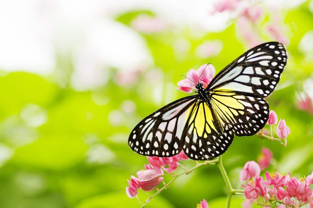 yellow butterfly on a pink flower; Telecommunications Talent concept