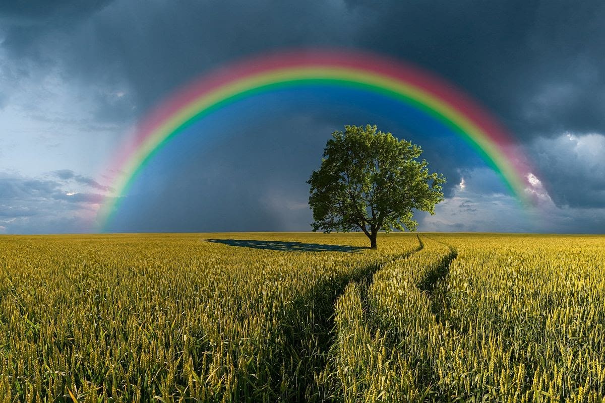 a path thru the grass to a tree beneath a rainbow; concept: supporting working parents as they return to the office