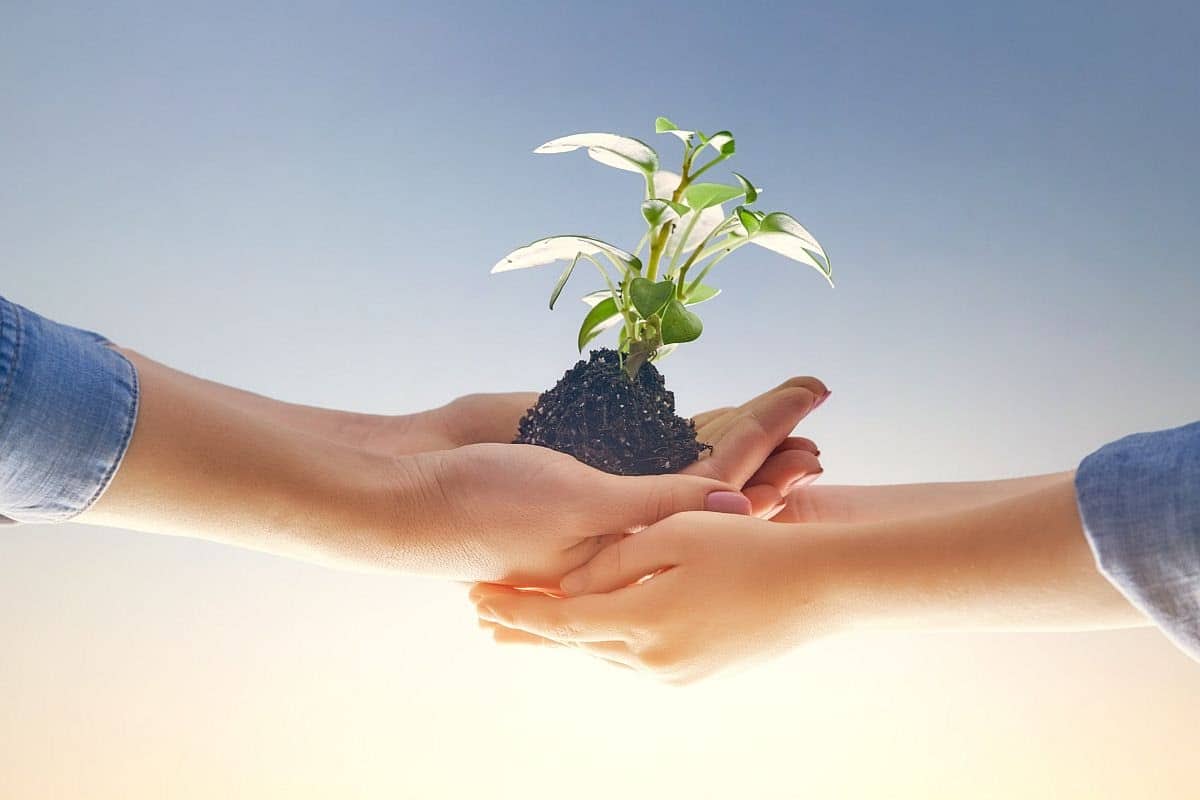 Concept of generation and development. Adult and child are holding in hands green sprout. Spring, nature, eco and care.