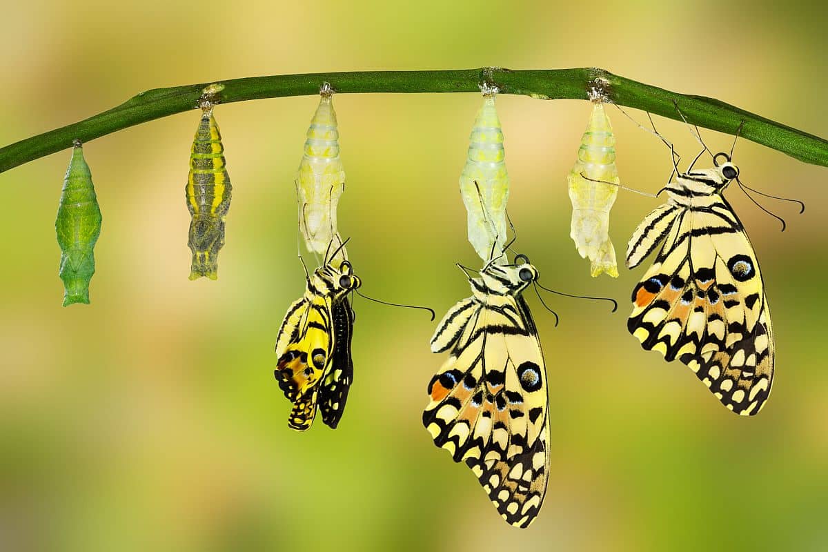 Transformation of Lime Butterfly; Telecommunications Talent concept